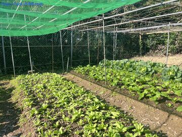 樹林東和路臨路平坦農地