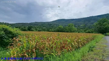《專售》鳳林南平土地肥沃農地