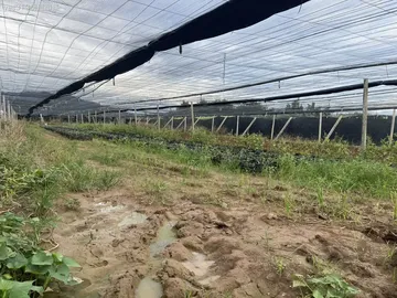 新社大南百合花卉平坦農地