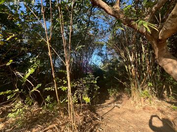 彰化市保安林(承租權轉讓)