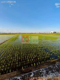 新港西庄大路邊美農地