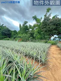 林森東路尾都計美農地(1)