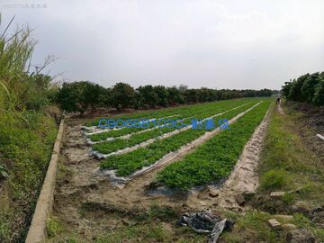 美濃低總價農地